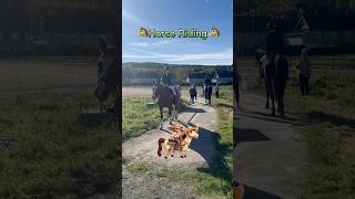 Horse riding  Is easy or difficult horse rider riding horses horseriding horselover hest [upl. by Tierza]