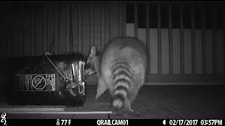 capture a raccoon using a conibear trap [upl. by Oliva483]