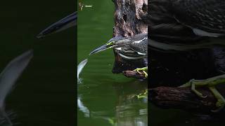 Free fish dish for herons birds heron nature shorts [upl. by Harutak]