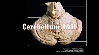 Free Anatomy Classes  CerebellumII  Exam Preparation  voice recordingAnatomy Shortcut [upl. by Assel]