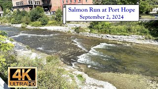 Salmon Run at Port Hope  September 2 2024  4K [upl. by Fredette]