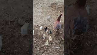 chicken farmingchicksytshorts viral [upl. by Ahsahs]