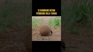 PERJALANAN SI KUMBANG HITAM PEMBAWA BOLA alurceritaflim film [upl. by Etana907]