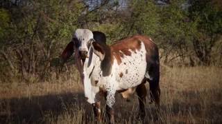 Phuduhudu Safaris Botswana [upl. by Anide]