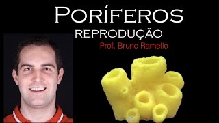 Poríferos  Reprodução  YES Biologia com Prof Bruno Ramello [upl. by Davide]