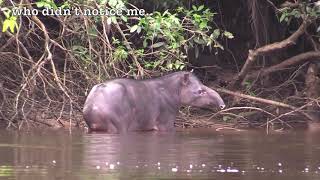 Packrafting in Suriname 12 day solo paddle [upl. by Itsyrc]