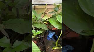 Watch Out The Blue Poison Dart Frog is Here [upl. by Scully]