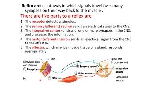 Lecture 4 part 3 Neurons synapses reflexes and impulse with action potential [upl. by Eirrot]