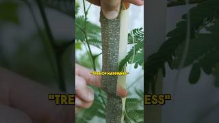 Watch this before consuming Mimosa tree ⚠️ [upl. by Harikahs403]