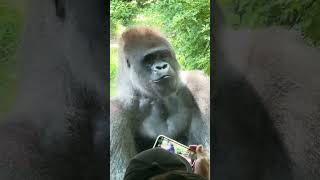 Bronx Zoo Silverback Gorilla watching visitors [upl. by Karna]