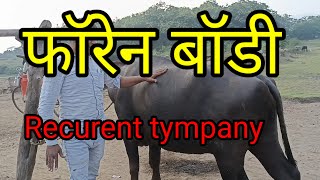 foran body recurent tympany in cow is Buffalo buffal medicalprocedure shortsvideo cow [upl. by Gnof]