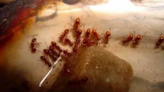 The Story of My Ant Colony Myrmica rubra [upl. by Sisenej383]