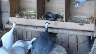 Guinea fowl checking out snake [upl. by Aro726]