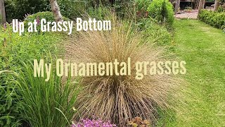 ornamental grasses in the garden June 2024 [upl. by Cohen]