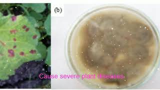 Cercospora fungi cause severe plant diseases [upl. by Alie]