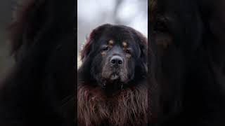 The Tibetan Mastiff A Powerful and Ancient Breed 🐕‍🦺 shorts [upl. by Eliga]