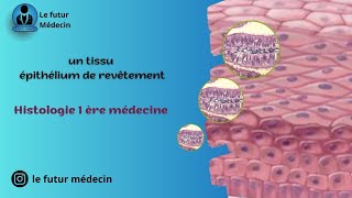 Épithélium de revêtement et glandulaire histologiquement  partie 1 [upl. by Nylrad]