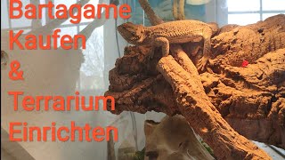 Bartagame Kaufen  Bartagamen Haltung  Terrarium Einrichten [upl. by Yenalem]