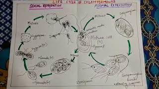 Life Cycle of Chlamydomonas [upl. by Osner]