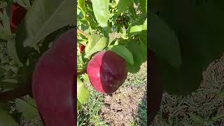 Our nectarines fruits nature trees grape [upl. by Sezen]