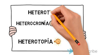 Repatroneo del desarrollo heterocronia heterotopia heterotipia heterometria [upl. by Kneeland]