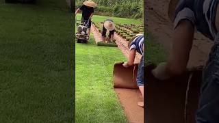 Cutting and storing lawn grass for later replanting [upl. by Akinit]