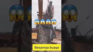 Buaya terbesar di dunia berhasil di tangkap [upl. by Rhyner]