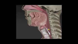 Anatomy amp Physiology of Swallowing  MBSImP Animations [upl. by Aivitnahs443]