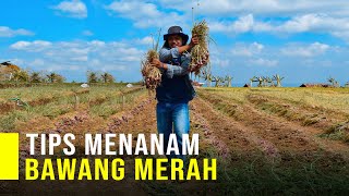 Cara Menanam Bawang Merah agar Hasil Melimpah [upl. by Froemming]