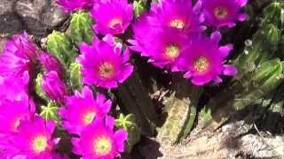 Hedgehog Cactus Flowers  Echinocereus viereckii [upl. by Marpet]