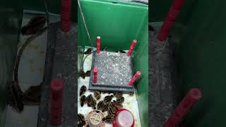 Coturnix Quail brooding 101 [upl. by Ecneitap]