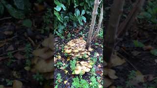 Honey fungus Armillaria mellea  October 2020 [upl. by Eem]