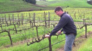 Vineyard Management  About Our Vines [upl. by Adnohser]