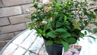 Spiraea Japonica Little Princess [upl. by George]