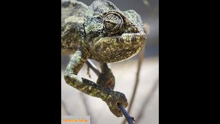 🔴 هل سمعت صوت الحرباء من قبل؟  Have you heard the sound of chameleon before [upl. by Inalial]