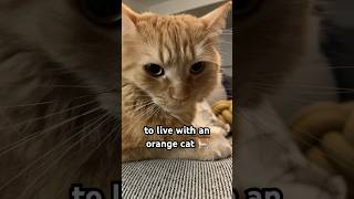 A guide to living with an orange cat shorts [upl. by Erwin967]