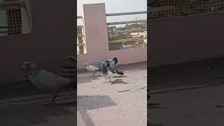 Kabutar lovers 🕊️🔥 kabutarstatus kabootar pigeon kabutar shortvideo fyp ytshort viralvideo [upl. by Donadee]