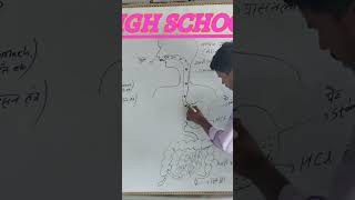 alimentary canal system short viralshorts scienceeducation biology [upl. by Scotti]