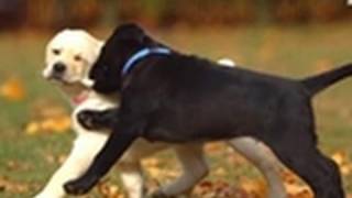 Too Cute  Lab Puppies First Time Outside [upl. by Tessil]