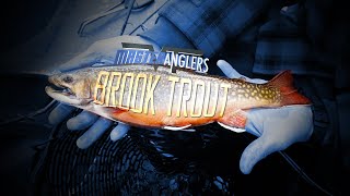 Catching Fall Brook Trout Vermont Master Anglers [upl. by Kristof]