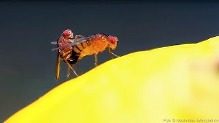 fruit flies on lemon fruit mating and laying eggs fascinating but also disgusting Fruit Fly Life [upl. by Adiazteb]