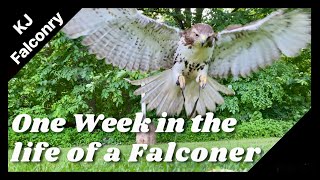 One Week In the Life of a Falconer [upl. by Norton15]