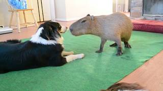 Dog and Capybara [upl. by Haimehen883]