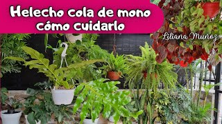 CÓMO CUIDAR HELECHO AGLAOMORFA O COLA DE MONOLiliana Muñoz [upl. by Orlov482]