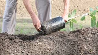 How to plant an avocado tree [upl. by Bronson482]