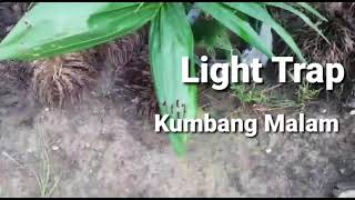 Light Trap untuk pengendalian hama kumbang malam di pembibitan sawit [upl. by Leirbag375]