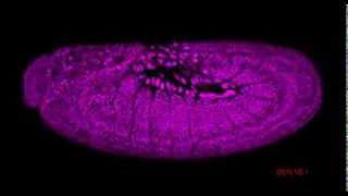 Drosophila embryogenesis [upl. by Emmery]