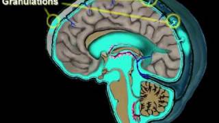 Cerebrospinal Fluid Circulation [upl. by Alah]