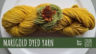 HOW TO DYE YARN WITH MARIGOLD  ORGANIC COLOR  WOOL  YELLOW GREEN  THE COLOR FARM CSA  OVERDYE [upl. by Arrat]