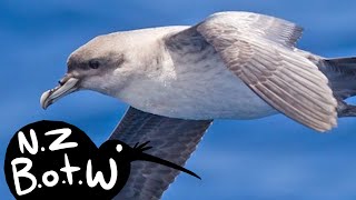 Grey petrel  New Zealand Bird of the Week [upl. by Rene]